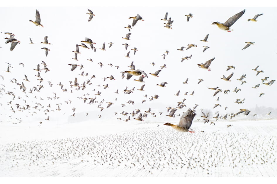 Les oies &agrave; bec court rencontrent l'hiver