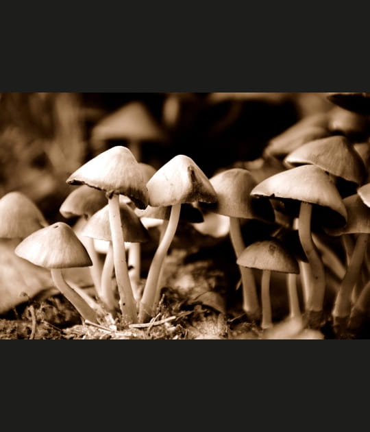 Champignons d'octobre