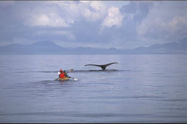 Observation des baleines