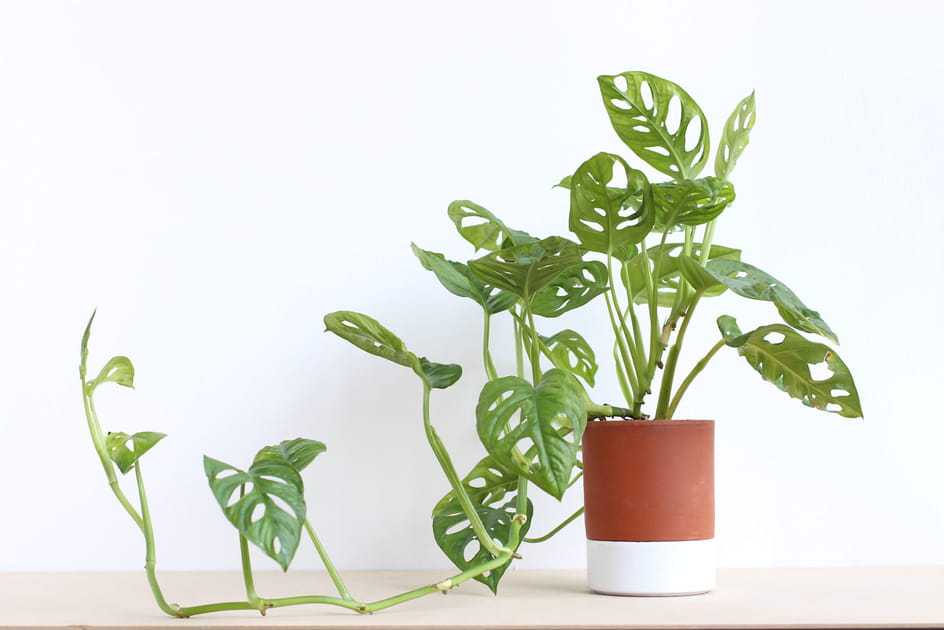 Un pot avec r&eacute;serve d'eau