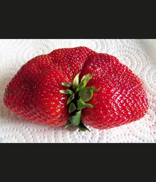 Fraises siamoises
