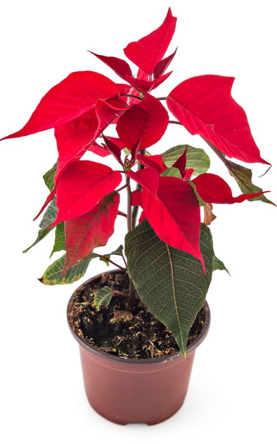 Le poinsettia