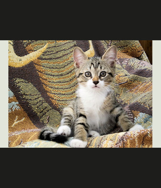 Adorable chaton