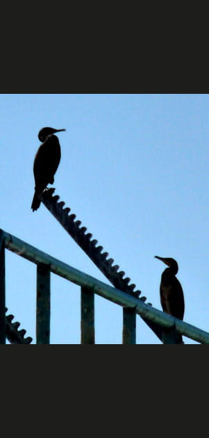 M&ecirc;me les oiseaux font de la balan&ccedil;oire