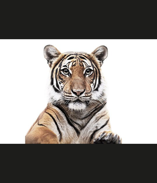 Les yeux dans les yeux avec un tigre