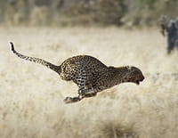 Le royaume sauvage : Gagner ou mourir