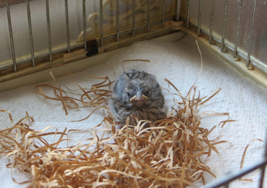 Jour 10&nbsp;: nouvelle cage, nouvelle vie