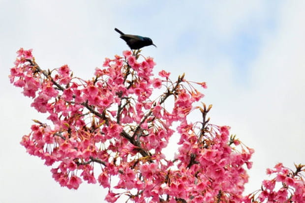 Faune et flore autour de Jérusalem