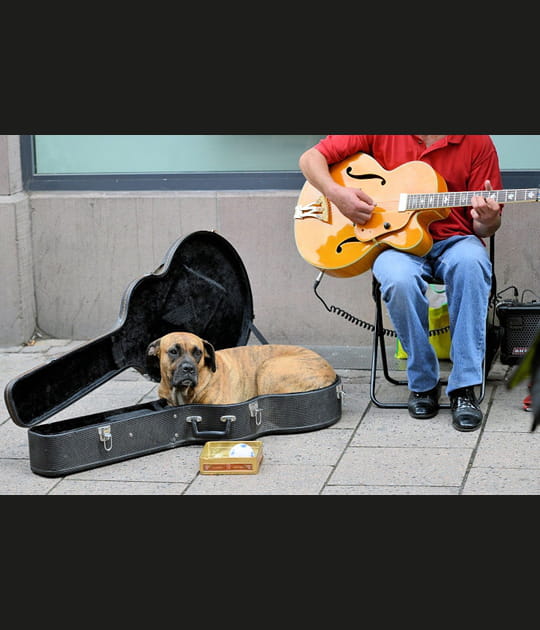 Panier pour chien m&eacute;lomane