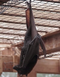 Au coeur du zoo : Tampa : Terre de panthères