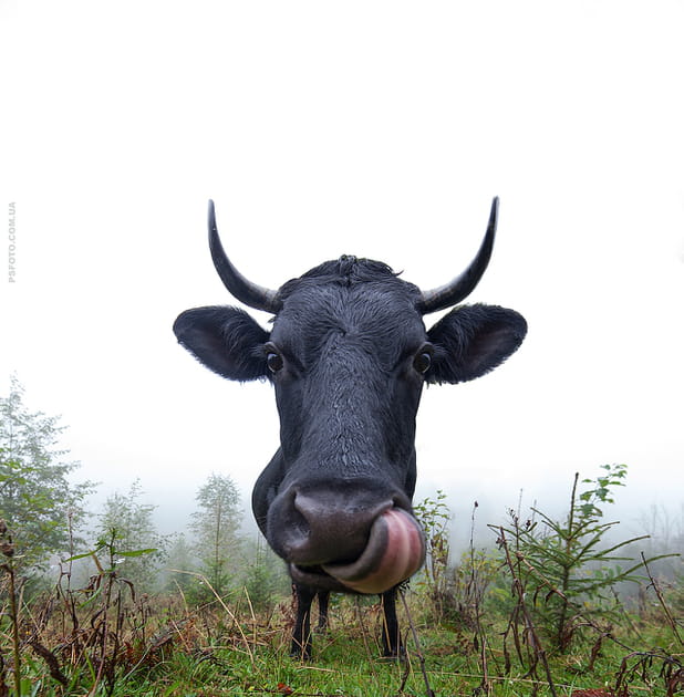 Vache fac&eacute;tieuse