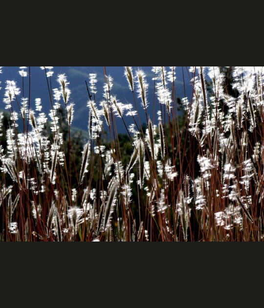 Herbes folles