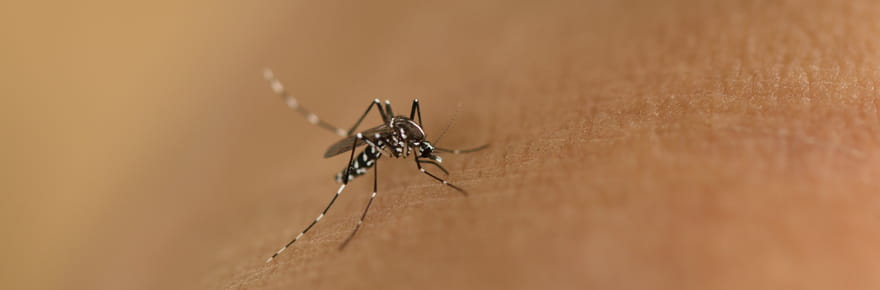 Dengue&nbsp;: plus de 20&nbsp;cas autochtones d&eacute;tect&eacute;s et d&eacute;j&agrave; presque 2&nbsp;000&nbsp;cas au total en m&eacute;tropole en 2025