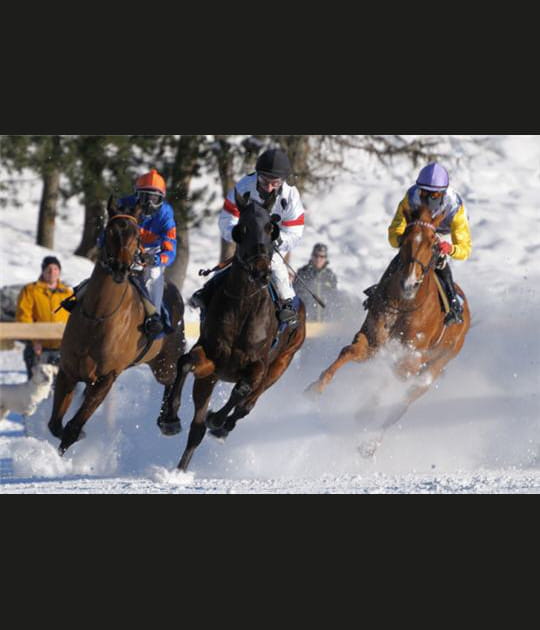 Chevaux tout-terrain