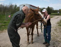 L'incroyable Dr Pol : Envahis par les flots