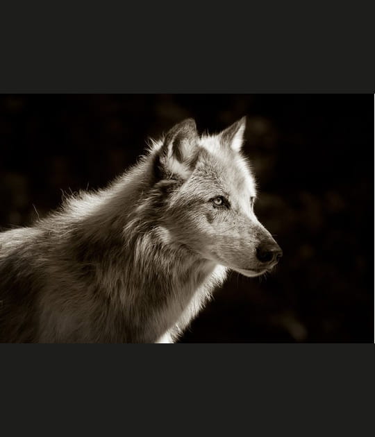 Portrait d'un loup de Mckenzie