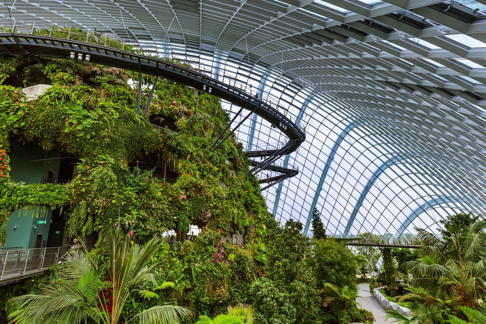 Cloud Forest