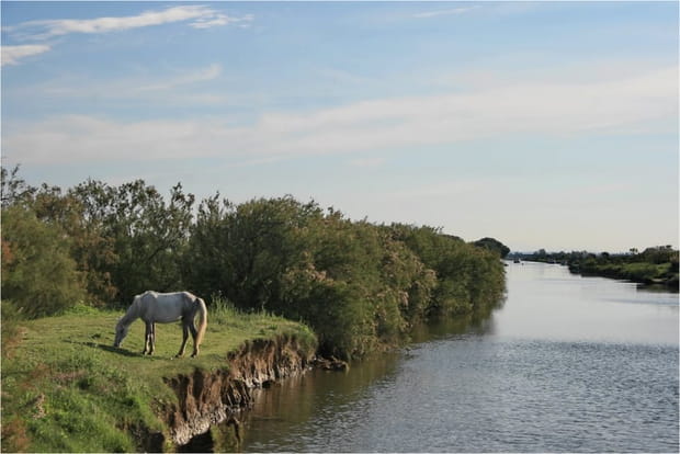 La Camargue