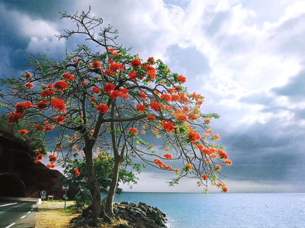 Le flamboyant des îles