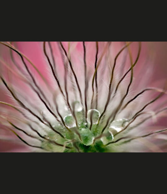 Au c&oelig;ur de la ros&eacute;e