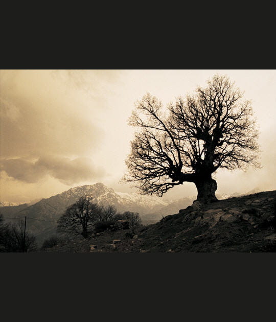 Le vieux ch&ecirc;ne de Balagne