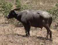 Le dernier tamaraw