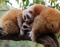 Indonésie sauvage : La Chine : des animaux magiques