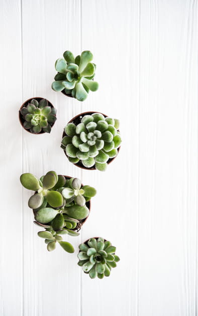 10&nbsp;plantes sans risque pour les chiens et chats