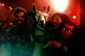 Zapping TV : Ivres, ils promènent un lama dans les rues de Bordeaux