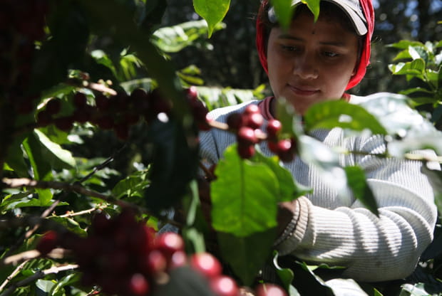 La technique de gestion agricole TASQ