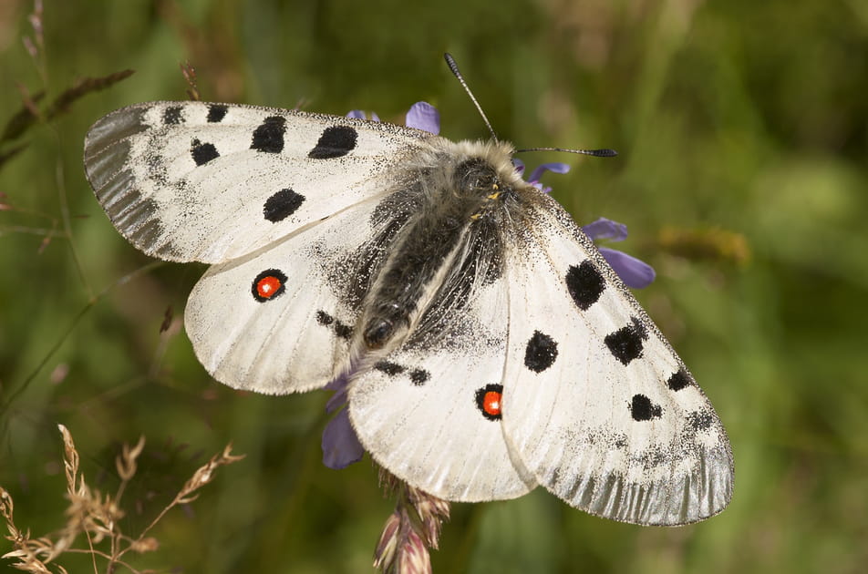 Le papillon Apollon en Auvergne