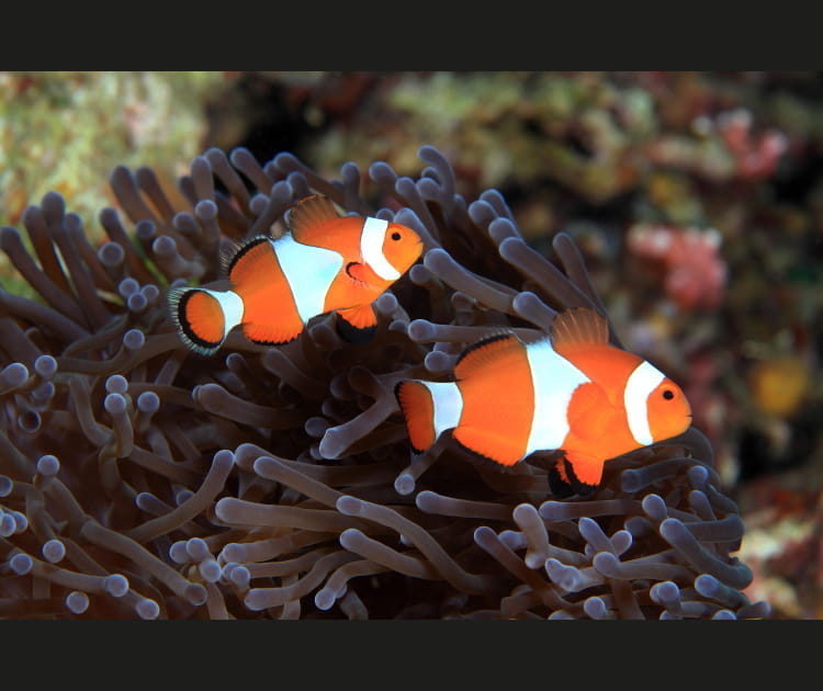 Aquariums&nbsp;: r&eacute;servez vos billets en ligne pour obtenir une r&eacute;duction