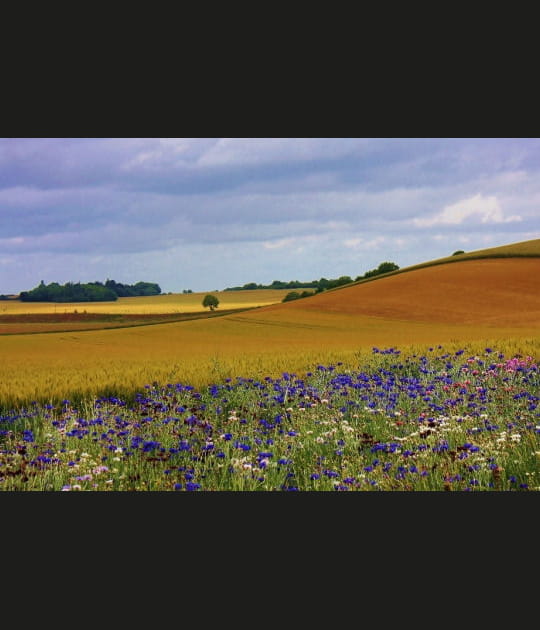 Les champs &agrave; Chaignay