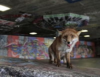 Londres sauvage