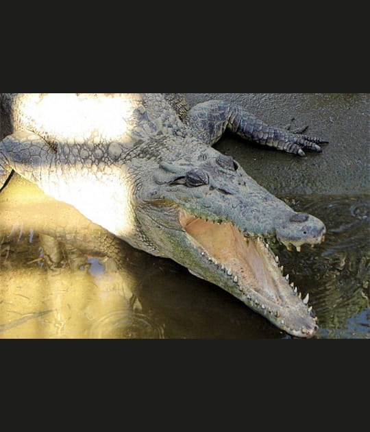 Crocodiles de Johnson