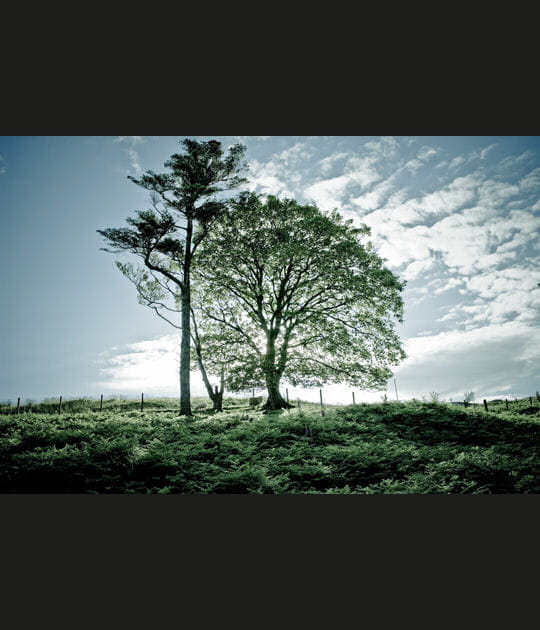 Duo d'arbres