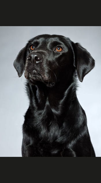 Un bain de boue d'argile pour les animaux domestiques