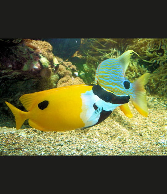 Le poisson renard, faux ami