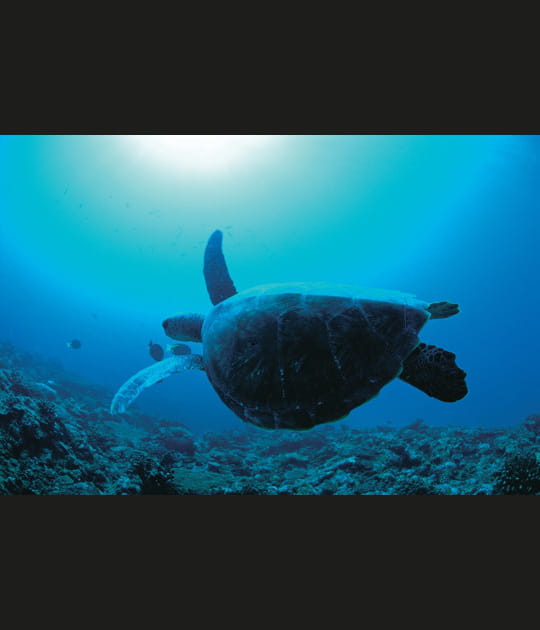 Un vivier de tortues vertes