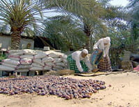 Mystérieuse Arabie : Arabie saoudite : l'Ouest