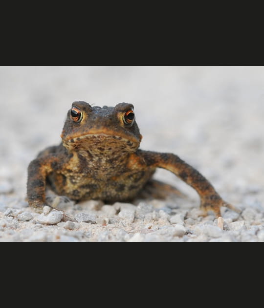 Le crapaud
