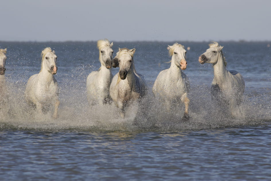 Peuple de Camargue