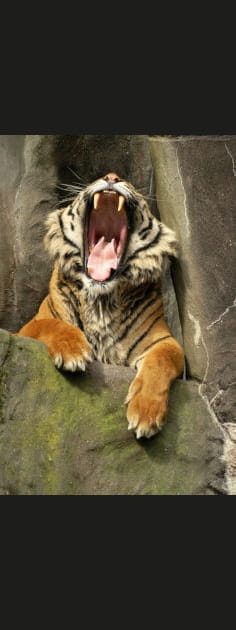 Le b&acirc;illement grandiose du tigre