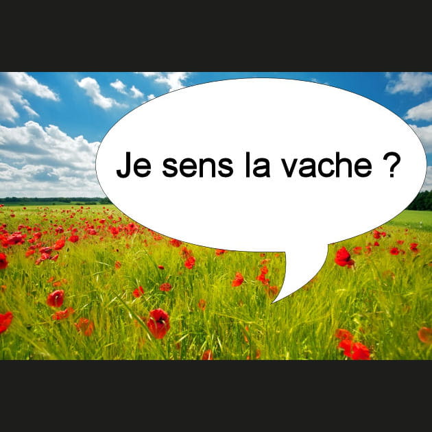 Fran&ccedil;ois&nbsp;: l'homme ou la vache&nbsp;?