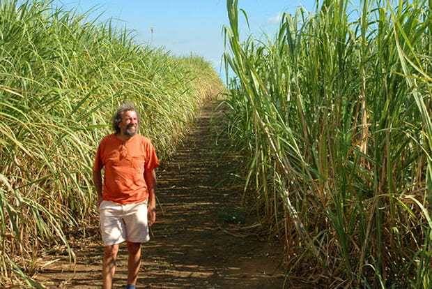 Antoine dans les champs de canne à sucre