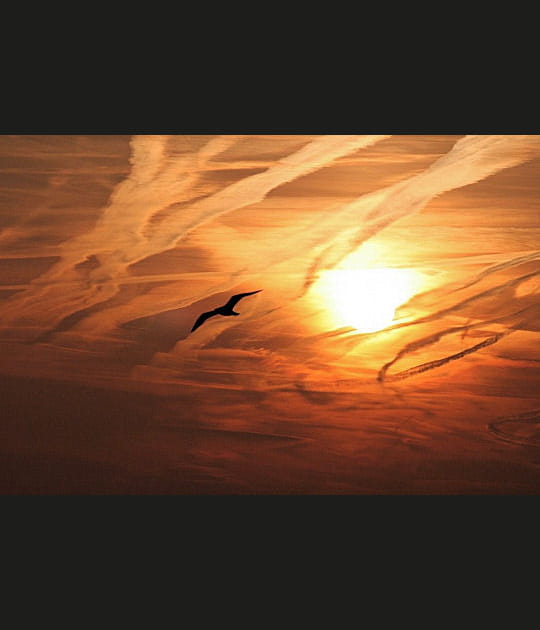 La mouette qui se br&ucirc;lait les ailes
