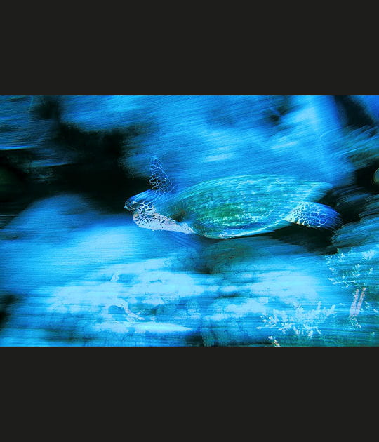 Tortue &agrave; &eacute;cailles, Papouasie Nouvelle Guin&eacute;e