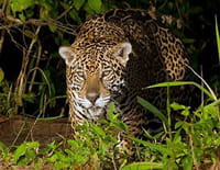Jaguar, félin fantôme