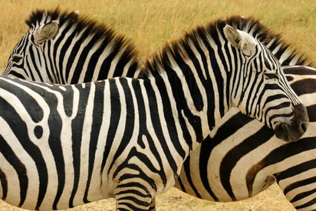 Peut-on chevaucher un zèbre ?