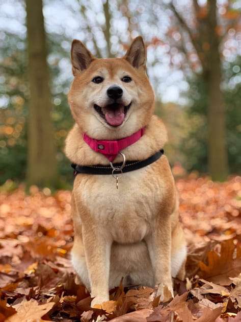 Akita&nbsp;: Leur vigilance naturelle et leur nature provinciale en font l'une des races de chiens les plus protectrices.